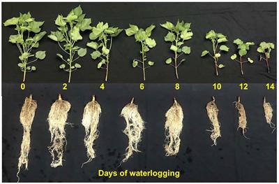 Developing functional relationships between waterlogging and cotton growth and physiology-towards waterlogging modeling